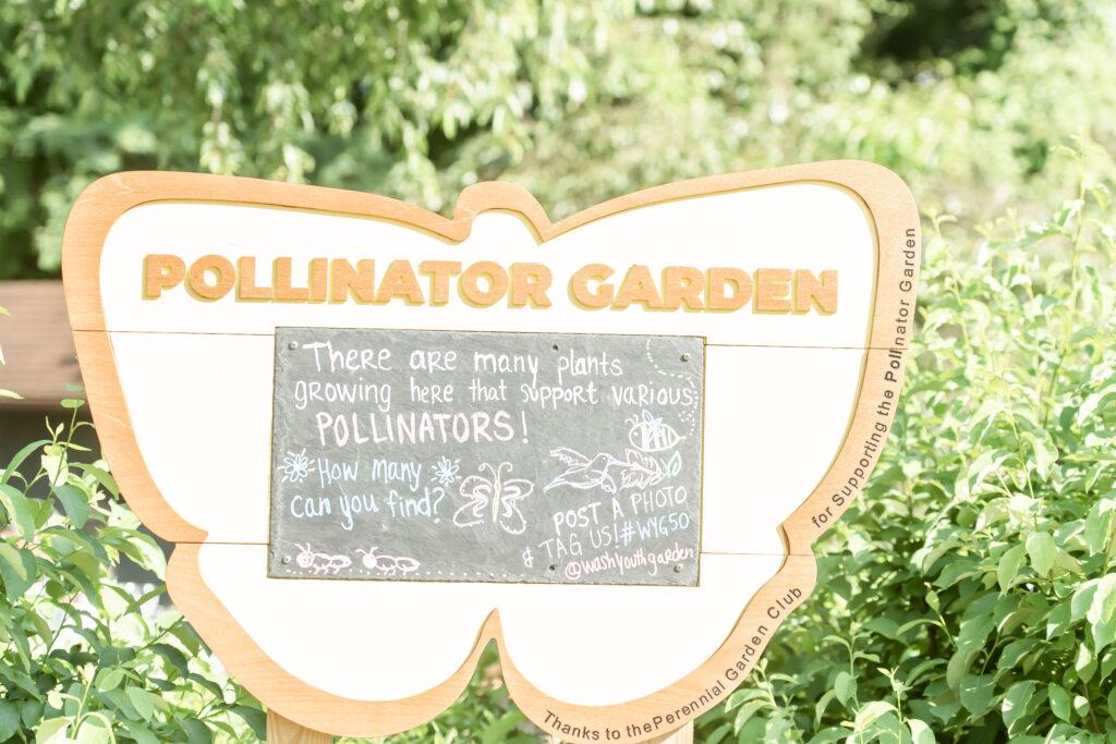 Pollinator Gardens at the National Arboretum
